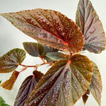 Begonia Plant Live, Colorful Begonia Plants 4-8 Inches, Decorative Houseplant for Indoor Outdoor Gardens and Containers (Pink Polka Dot Foliage)