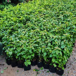 3 Double Red Bougainvillea Plants Live, Outdoor Garden Vine, 4-7 Inch Tall