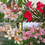 Oleander Plants Live, 2 Plants, 5 to 7 Inches Tall, Dwaft Salmon Oleander Live Plants Easy to Plant Growing, Zone 8 to 10