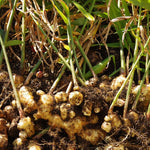 Live Ginger Plants, 2 Ginger Plants Live, 4 to 6 Inches Tall,Ginger Live Plants, Ginger Well Rooted, Ginger Starter Plants for Growing Outdoors Indoors