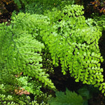 5 Maidenhair Fern Rhizomes Roots for Planting, Fern Plants Outdoor Ground Cover Plant