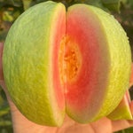 Pink Guava Tree Live Plant, 12-16 Inches Tall in Half Gallon Pot, Tropical Fruit Tree, Cold Hardy, Zones 9-11