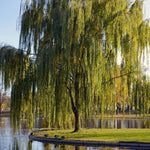 Set 2 Willow Plants Live Bare Root 1-2 Feet Tall, Dormant Willow Live Plants for Outdoor Garden Landscaping (Weeping Willow)