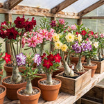3 Mixed Desert Rose Plants Live, 4-7 Inches Tall, Colorful Adenium Succulent Flowering Plants for Garden and Indoor Pots