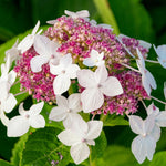 Hydrangea Plant Live Tree Dormant in Winter, Vibrant Color Bloom, 5-11" Well-Rooted Hydrangea Shrub Bush for House Planting Outdoor (White Flower)