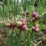 10 Walking Onion Bulbs for Planting, Cold Hardy Walking Onion Bulbs