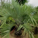 Live Palm Tree Plant in 3 Gallon Pot, No CA, Large Fully Rooted Size, Ready to Plant for Home Décor Indoor Outdoor Landscape, Rare Palm Trees, Jelly Palm