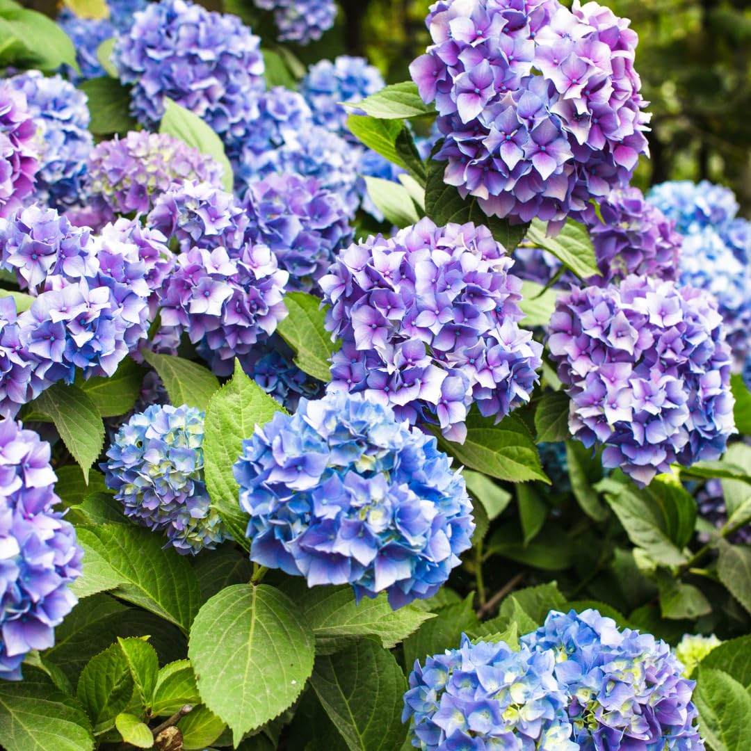 Set 2 Hydrangea Live Plants, Blue to Purple Pink Hydrangea Bushes Shrubs Trees Live Plants in 4” Pot, Live Hydrangea Well Rooted for Planting