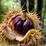 2 Chestnut Trees Bare Roots, Dormant, Hardy Chestnut Trees Seedlings 2-3 Feet, Outdoor Planting