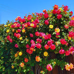 Roses Live Plant, Climbing Rose Plant Live from 5'' Tall, Bush Shrub Plants, Fragrant Flower Garden (Orange Yellow Red)