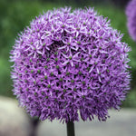 250 Large Allium Seeds, Ornamental Flower Seeds, Tall Purple Allium Blooms for Garden Beds, Borders