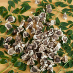 Pack of 50 Moringa Seeds, Moringa Oleifera Drumstick Tree Seeds for Growing, Vegetable Garden Seeds for Growing