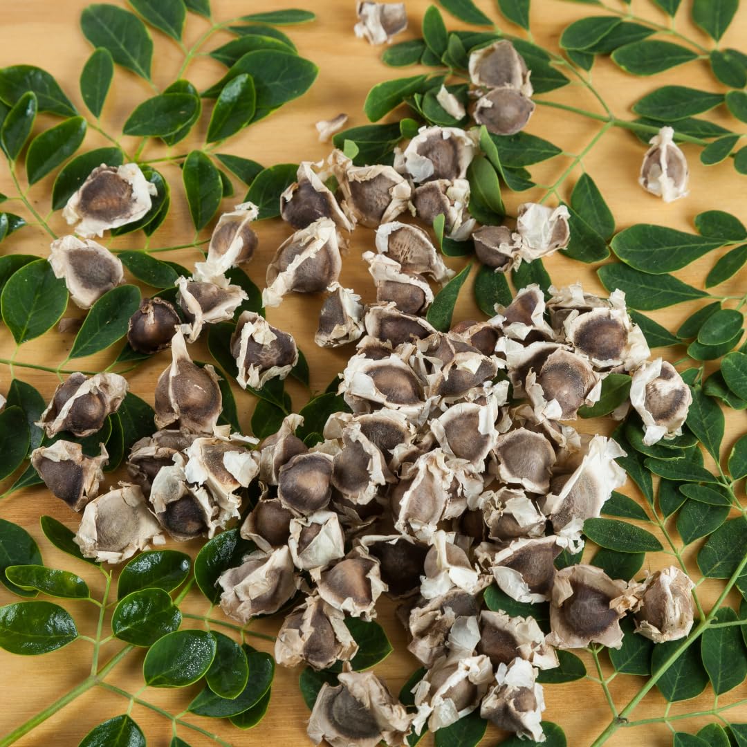 Pack of 50 Moringa Seeds, Moringa Oleifera Drumstick Tree Seeds for Growing, Vegetable Garden Seeds for Growing