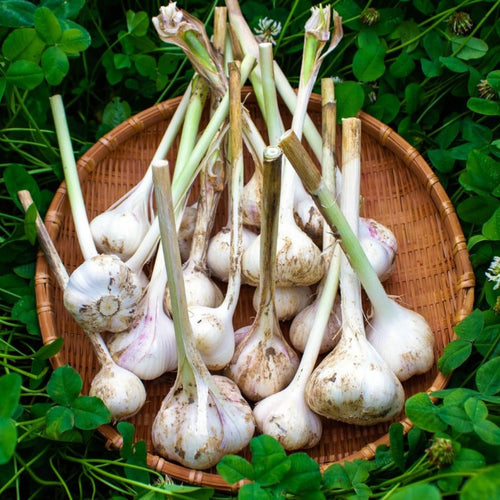 1/2 LB Large Garlic Bulbs for Planting in Fall, High Yield Hardneck Garlic Cloves Seeds, Fresh, Cold Hardy and Fast Growing, Various Varieties