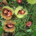 Hardy Chestnut Tree Live Plant 6-12 Inches Tall