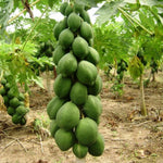 Papaya Plant Live in 4'' Pot, Sweet Edible Tree, Suitable for Gardens, Patios, and Outdoor Planting, Cold Hardy, Ready to Grow, 5-10 Inch Tall