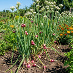 5 Walking Onion Plants, 2 Years Old Egyptian Walking Onion for Planting
