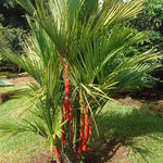 Palm Tree Live Plant, Fully Rooted in 3 Gallon Pot, Rare Tropical Plant Live for Indoor or Outdoor Growing, Red