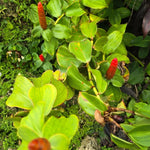 Fresh Shampoo Ginger Plant, Zingiber Zerumbet Fresh Ginger Live 3-5'' Tall, Ready for Perennial Garden
