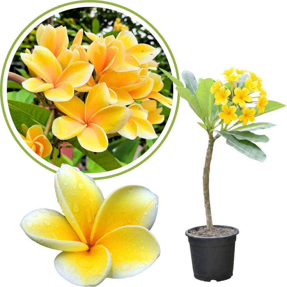 Plumeria Plant Live, 2-3 Feet Tall in 1 Gallon Pot, Frangipani Flowering Tropical Plant (Yellow Plumeria)