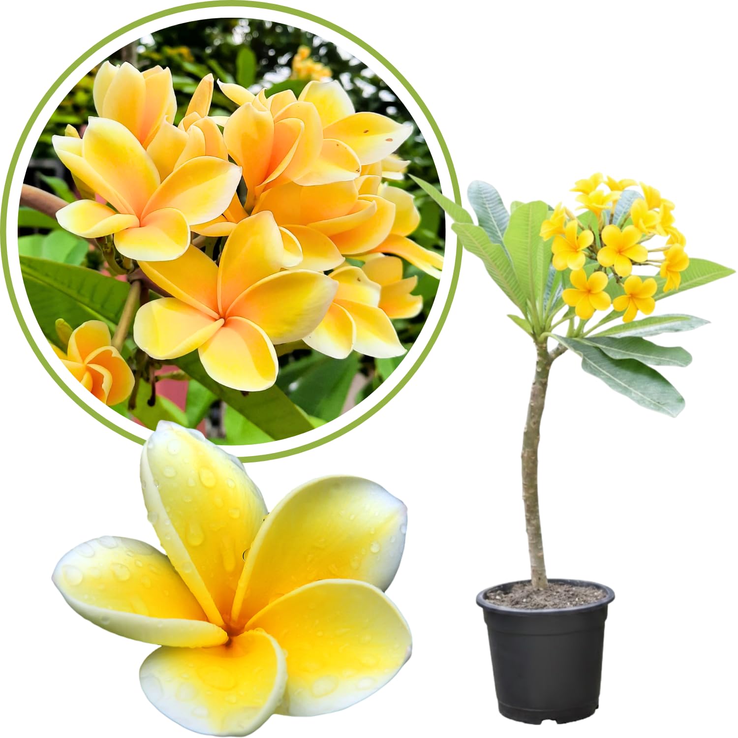 Plumeria Plant Live, 2-3 Feet Tall in 1 Gallon Pot, Frangipani Flowering Tropical Plant (Yellow Plumeria)