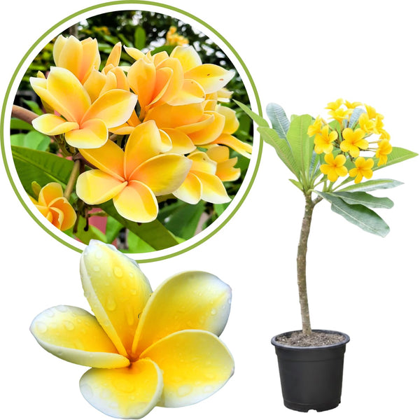 Plumeria Plant Live, 2-3 Feet Tall in 1 Gallon Pot, Frangipani Flowering Tropical Plant (Yellow Plumeria)