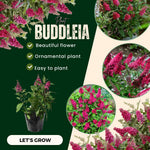 2 Butterfly Bush Live Plants, Raspberry Buddleia Shrubs, 5–9 Inch Tall, Fragrant Flowering Shrubs, No Pot