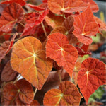 2 Live Begonia Angel Wing Maculata Set, Size 5-9 Inch Tall, Assorted Polka Dot Begonia Plants, Indoor Outdoor Decorative Houseplants (Begonia Autumn)