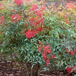 Domestic Nandina Shrub, Ornamental Nandina Plant Live to Grow 6 to 9 Inch Tall, Nandina Live Plant in 2.5 Inc Pot