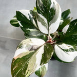 Philodendron Plant Prince of White Live Plant - 4-9" Tall - Houseplant Ornaments Perennials Garden Growing Planting Can Grow Well Pots Gift