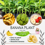 Banana Plant Live, Truly Tiny Banana Tree Live Plant, Hardy Banana Fruit Seedling 4 to 8 Inch Tall, Indoor Outdoor