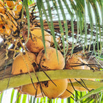 Live Coconut Tree Plant, Sprouted Yellow Coconut for Tropical Gardening, 6-8 Inch Tall for Outdoor Planting
