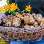 1/2 Lb Jerusalem Artichoke Tubers for Planting, Artichoke Bulbs Sunchoke Sunroots