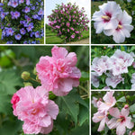 2 Mixed Althea Plants Seedlings 6–12 Inches, Hardy Flowering Hibiscus Bare Roots, Winter Dormant