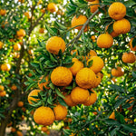 Sweet Seedless Mandarin Tree Live Plant, Mandarin Citrus Tree, 2 Years Old Plant, 1 Gallon Pot, 1-2 Feet Tall, Ideal for Indoor Outdoor Growing