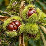 Chestnut Tree Live Plant, Edible Chestnut Tree, 6-12 Inch Tall