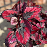 Begonia Plant Live, Colorful Begonia Plants 4-8 Inches, Decorative Houseplant for Indoor Outdoor Gardens and Containers (Red Foliage)