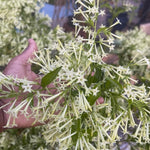 Jasmine Live Plant 4–8″ Tall, Jasmines Flower Vine, Fragrant White Blooms, Outdoor or Container Growing (Night Blooming Jasmine)