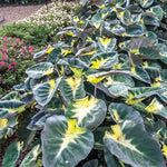 Colocasia Elephant Ears Live Plant, Alocasia Plant, Esculenta Taro Live Houseplant, 5-7 Inc Tall (Green Yellow Leaf)