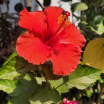 Red Hibiscus Plant for Outdoor Planting, Hardy Hibiscus Flowers Colorful Blooms, Hibiscus Plant for Grow, 5-7'' Tall