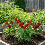 Set 2 Pepper Plants Live for Planting, Pepper Plant, 4-6 Inc Tall, Live Vegetable Plants for Indoor Outdoor Growing (Hot Red Peppers)