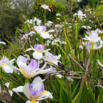 Set 2 African Iris Live Plant, Iris Flower Plant for White Blooms, Low Maintenance and Ready for Planting, Well Rooted from 4 to 6 Inches Tall