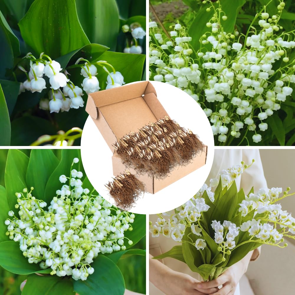 5 Lilies of The Valley Bulbs Rhizomes, Lily of The Valley Bulbs for Planting, Perennial Flower Bulbs Garden