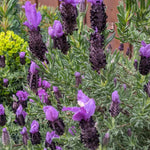 Purple Lavender Plant Live, Live Lavender Plants for Outside, Lavandula Starter Plant in 4 Inches Pot, Fragrant Plant for Indoor Outdoor Planting