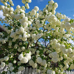 2 Japanese Snowball Viburnum Plants Live Bare Roots 1-2 Feet Tall, Dormant Hardy White Viburnum Bush for Outdoor Garden Planting