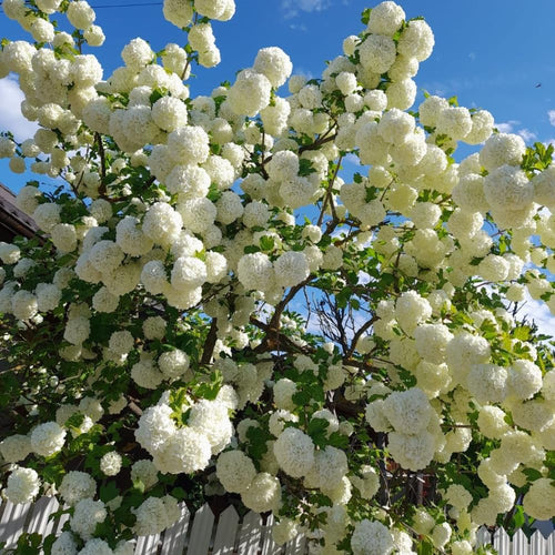 2 Japanese Snowball Viburnum Plants Live Bare Roots 1-2 Feet Tall, Dormant Hardy White Viburnum Bush for Outdoor Garden Planting
