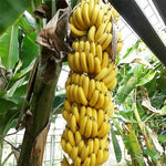 Banana Plant Live, Grand Nain Banana Tree Live Plant, Hardy Banana Fruit Seedling 4 to 8 Inch Tall, Indoor Outdoor