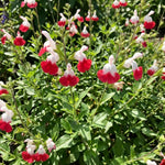 3 Hot Lip Salvia Sage Plants 4–7" Tall, Perennial Live Flowering Garden Plants for Outdoor Growing, Vibrant Salvia Plant Starter