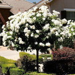Climbing Rose Live Plant Well Rooted, No Leaf, Ready to Plant Indoor Outdoor, Climber Rose Bush, Hybrid Tea Rose Like, Very Fragrant, Long Bloomer (White)