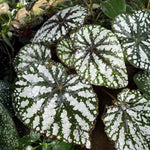 Summer Begonia Plant Live 4-6 Inches, Starter Begonia Well Rooted, Colorful Foliage Plant for Indoor Decor and Patio Pots
